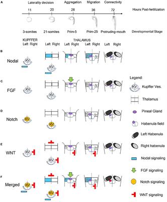 Brain and Behavioral Asymmetry: A Lesson From Fish